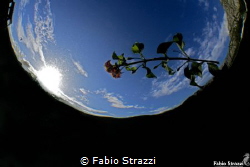 Sun and flower by Fabio Strazzi 